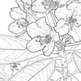 Rhododendron ungernii